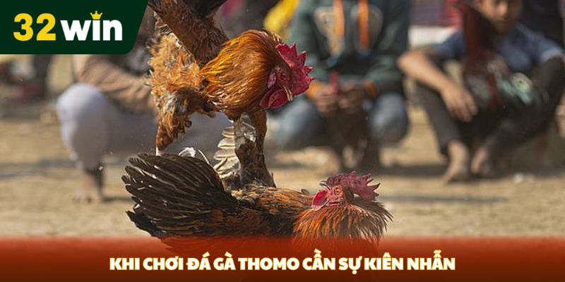 Khi chơi đá gà Thomo cần sự kiên nhẫn
